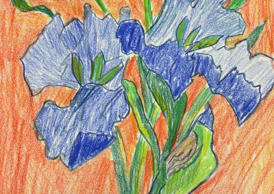 Iris_9x6_colored_pencil_on_paper