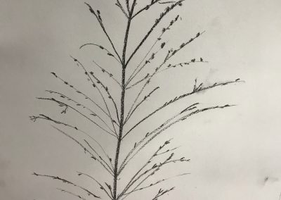 Switchgrass 24x18 Pencil on Paper